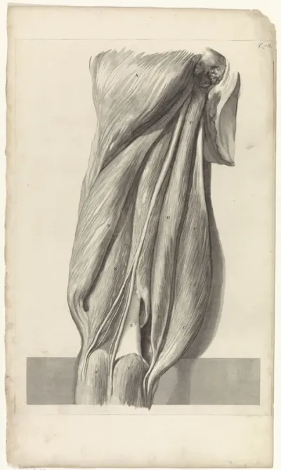 Derde Anatomische studie van de spieren van het linkerdijbeen