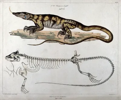 Desert-dwelling reptile from Egypt: two figures, the lower showing the reptile's skeleton