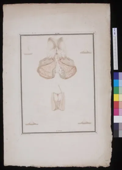 Details of the brain's centre