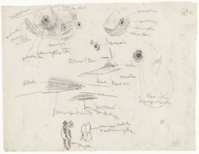 Detailstudies van vissen, met kleurnotities