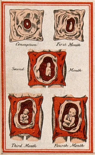 Development of the foetus in the uterus: five figures, from conception to the fourth month