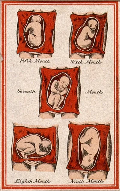 Development of the foetus in the uterus: five figures, from the fifth to the ninth month of gestation