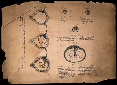 Development of the foetus in the uterus: seven figures, showing the embryo in the early stages of pregnancy