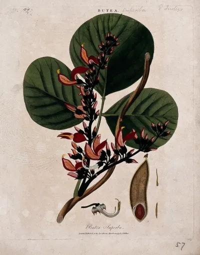 Dhak or palas tree (Butea monosperma): flowering branch with fruit and floral segments