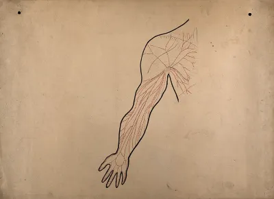 Diagram of the blood flow through the arm
