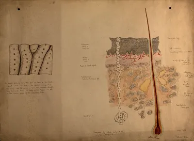 Diagram of the vertical section of the skin, highly magnified
