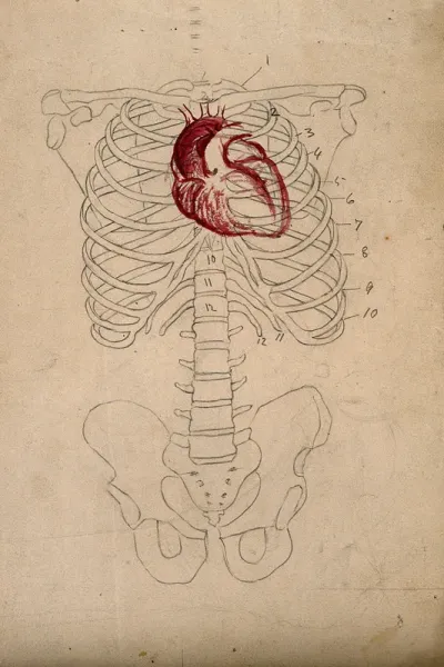 Diagram showing the bones of the human torso, with the heart indicated in red