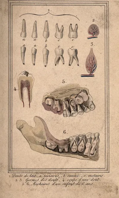 Diagrams of incisors, canines and molars, a diseased tooth and the jaw of a six year old showing the adult teeth about to erupt below the milk teeth