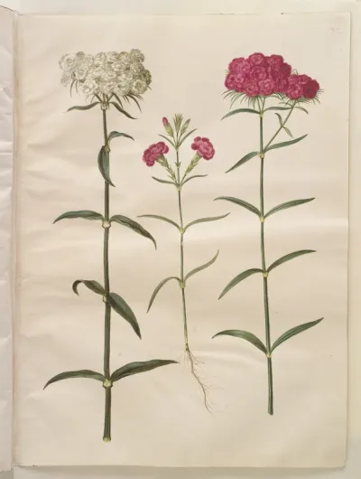 Dianthus barbatus (studenter-nellike); Dianthus (art af nellike)