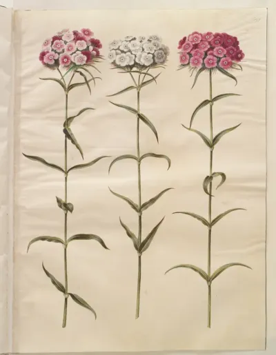 Dianthus barbatus (studenter-nellike)