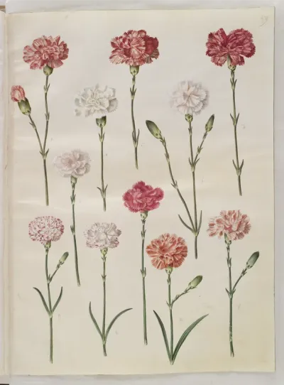 Dianthus caryophyllus (have-nellike)