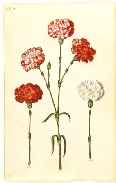 Dianthus Caryophyllus
