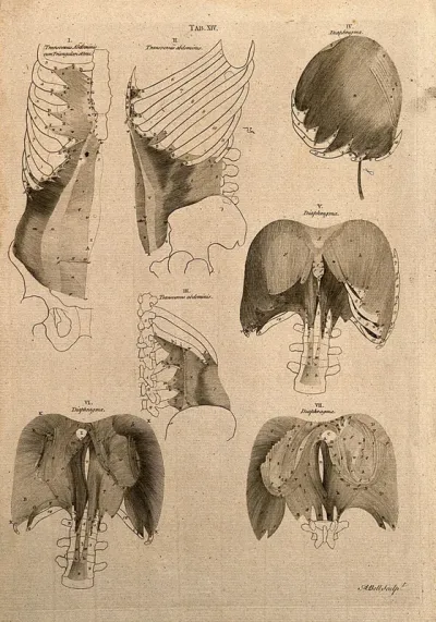 Diaphragm and abdominal muscles: 7 figures