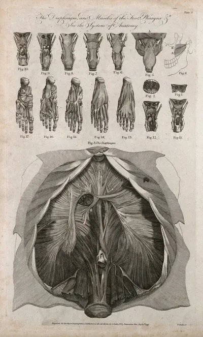 Diaphragm, pharynx and foot dissections: seventeen figures