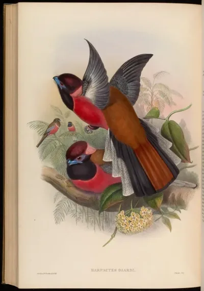 Diard's Trogon