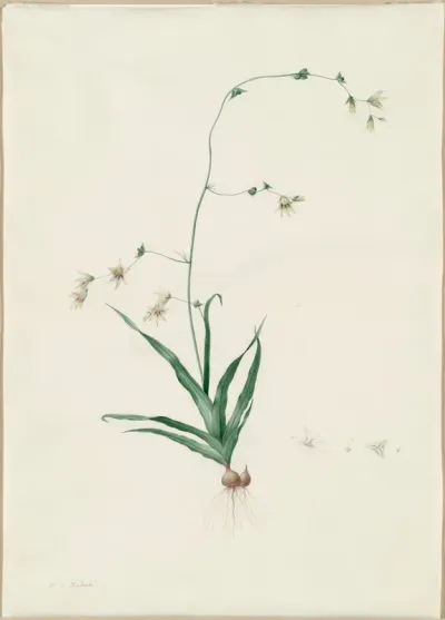 Diasia iridifolia