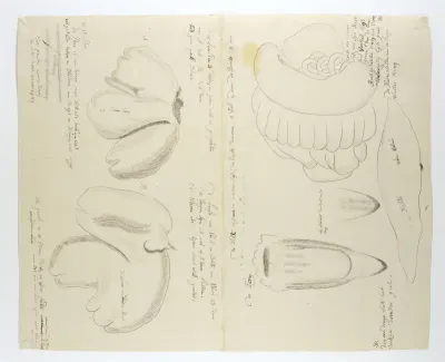 Diceros bicornis bicornis (Zwarte neushoorn), organen
