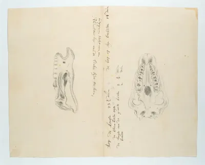 Diceros bicornis bicornis (Zwarte neushoorn), skelet