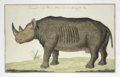Diceros bicornis (Zwarte neushoorn)
