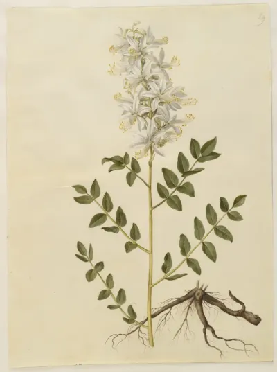 Dictamnus albus (hvid diktam)