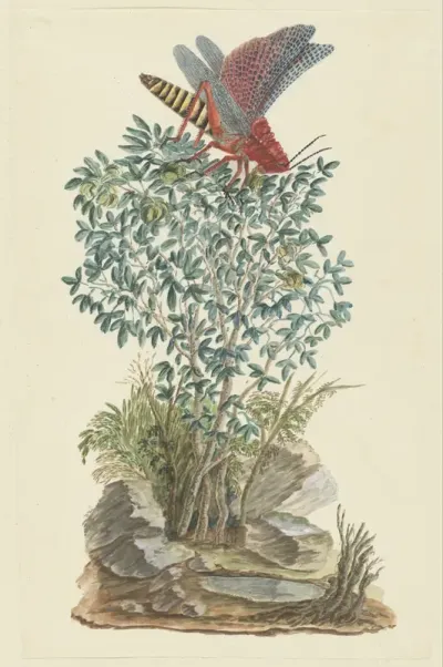 Dictyophorus spumans (Koppie foam grasshopper) perhched on a Zygophyllum sp. (Caper bean)