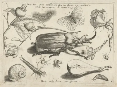Dieren, planten en vruchten rond een olifantkever