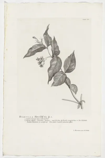 Diervilla lonicera