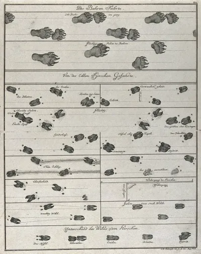 Different tracks of animals, including deer and bears, arranged in one table