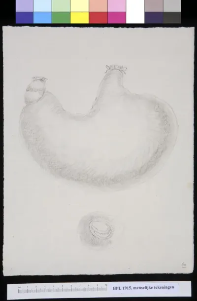 Digestive system: stomach