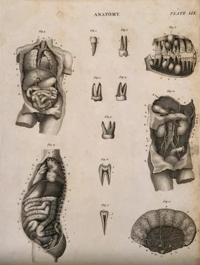 Digestive system: twelve figures, including teeth, intestines and colon