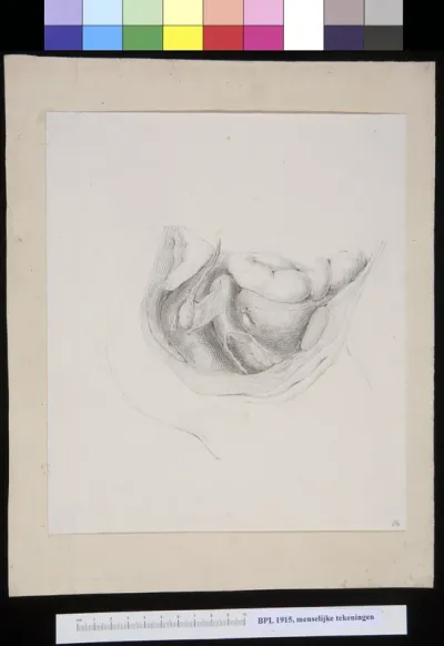 Digestive sytem: lower abdomen