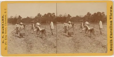 "Digging Sweet Potatoes in South Carolina"