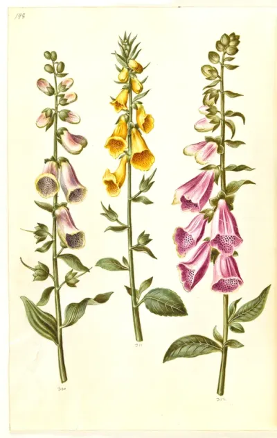 Digitalis purpurea (almindelig fingerbøl); Digitalis grandiflora (storblomstret fingerbøl)