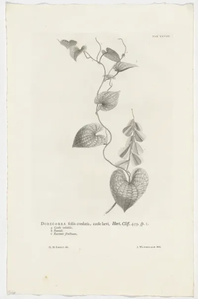 Dioscorea sativa