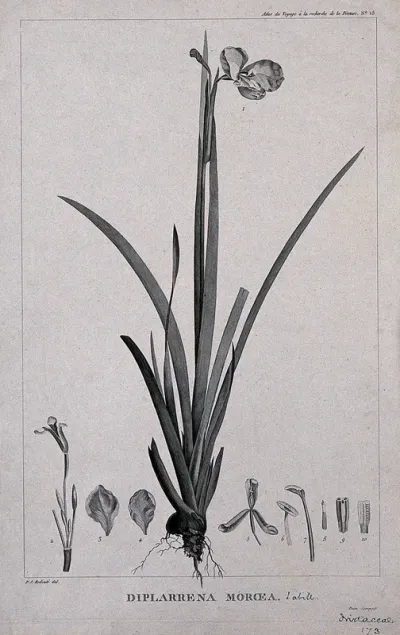 Diplarrhena moroea Labill.: flowering and fruiting stem with floral segments