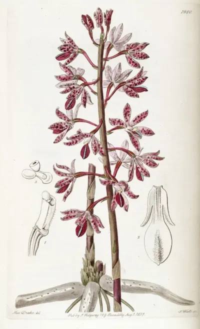 Dipodium punctatum