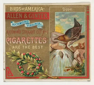 Dipper, from the Birds of America series (N37) for Allen & Ginter Cigarettes