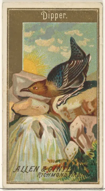 Dipper, from the Birds of America series (N4) for Allen & Ginter Cigarettes Brands