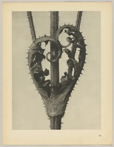 Dipsacus laciniatus