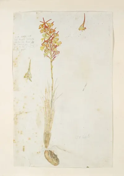 Disa porrecta Swartz