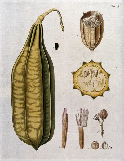 Dishcloth gourd (Luffa acutangula (L.) Roxb.): whole and sectioned fruit and floral segments