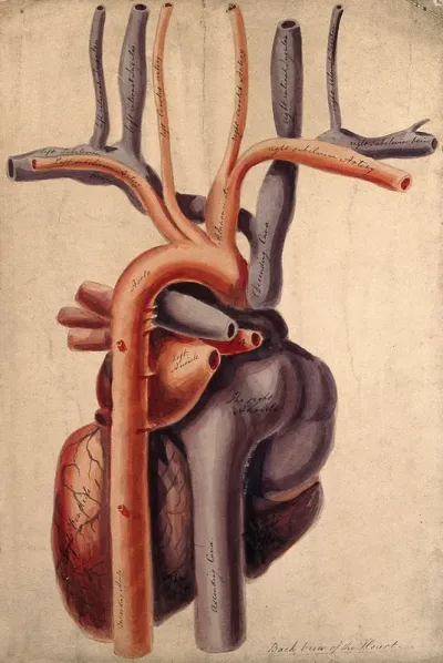 Dissected heart: back view