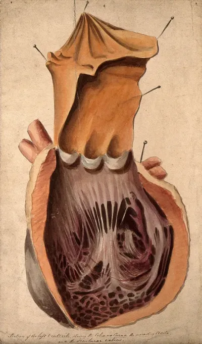 Dissected heart: section of the left ventricle