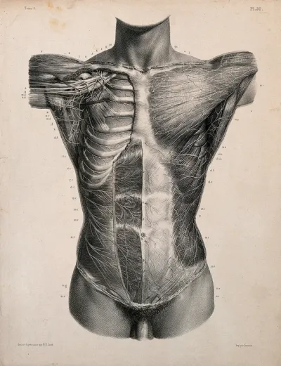 Dissected trunk, seen from the front, showing cutaneous and muscular nerves