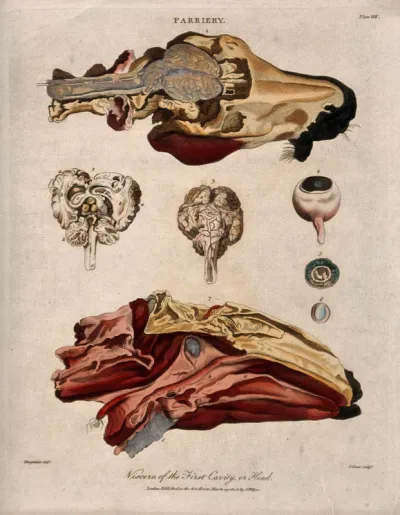 Dissection of a horse's head: seven figures, with details showing the brain and eyeball