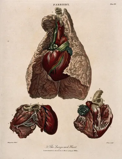 Dissection of a horse's lungs and heart: three figures
