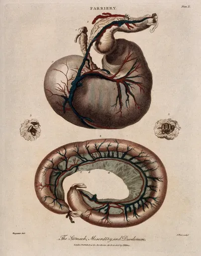 Dissection of a horse's stomach, mesentery and duodenum: three figures