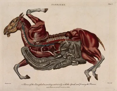 Dissection of a horse, showing the nervous system