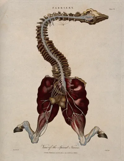 Dissection of a horse, showing the spinal column, head and hind legs, and associated nerves