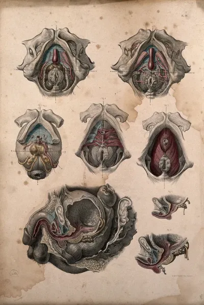 Dissection of bladder, rectum and perinaeum of a man: eight figures